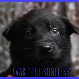 German Shepherd Puppies from Black Beauty Shepherds