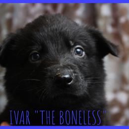 German Shepherd Puppies from Black Beauty Shepherds