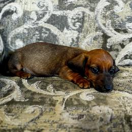 Rocket - Red male Dachshund puppy in Brave, Pennsylvania from Nataly Rinkhoff