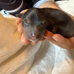 Seasmoke - Dilute blue male Australian Shepherd puppy in Kokomo, Indiana from North Central Aussies