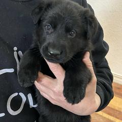 Mr. Red - Black German Shepherd puppy in Hamilton, Montana from Von Cluskey German Shepherds
