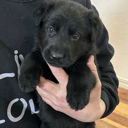 Mr. Red - Black German Shepherd puppy in Hamilton, Montana from Von Cluskey German Shepherds