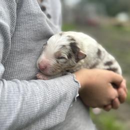 Elvis - Red merle male Border Collie puppy in Richfield, Ohio from Stone Garden Border Collies