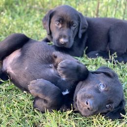Labrador Retriever Puppies from Fatcity Labradors