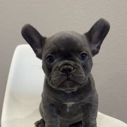 French Bulldog Puppies from Kim Ontiveros