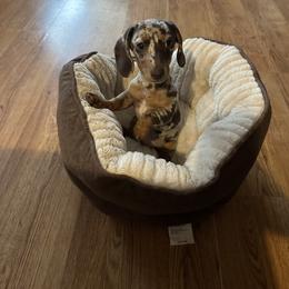 Birdie - Dachshund
