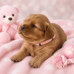 Puppy 4, Ruby, Girl - Ruby female Cavalier King Charles Spaniel puppy in Paterson, Washington from Royal Garden Cavaliers