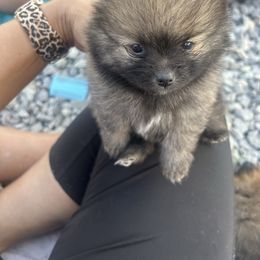 Boy 4 - Orange parti Pomeranian puppy in Somerset, Kentucky from Perez Pomeranians