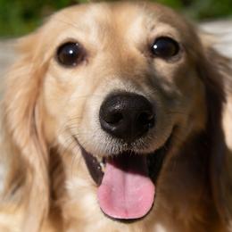 Callie - Dachshund