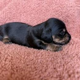 Maverick - Black and cream male Dachshund puppy in Hillsdale, Michigan from Chappell Stables