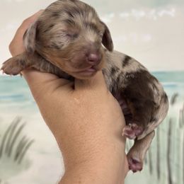 Twix- Long hair - Dapple male Dachshund puppy in Lakeland, Florida from Elite Doxies Florida