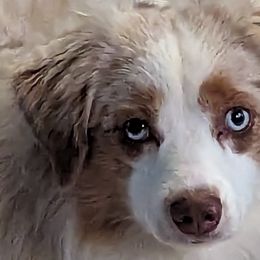 Miniature American Shepherds and Toy Australian Shepherds from Talatigi Aussies