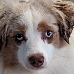 Miniature American Shepherds and Toy Australian Shepherds from Talatigi Aussies