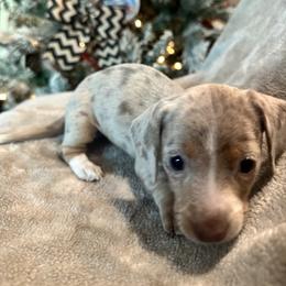 Dachshund Puppies from DachshyVerse