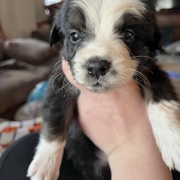 Draco - Black & white male Australian Shepherd puppy in Nicktown, Pennsylvania from Moss Crick Australian Shepherds
