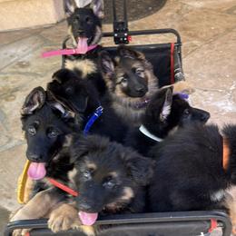 German Shepherd Puppies from Brooks High Quality Breeders