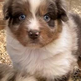 Australian Shepherd Puppies from Black Canyon Corral Aussies