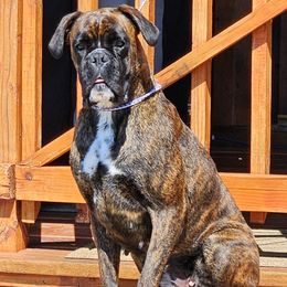 Sadie - Boxer