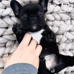 French Bulldog Puppies from Divine French Bulldogs