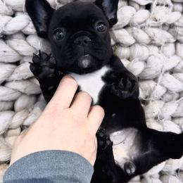 French Bulldog Puppies from Divine French Bulldogs