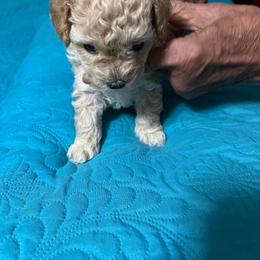 Ruby - Apricot female Poodle puppy in Lexington, Tennessee from Jm’s Precious Poodles