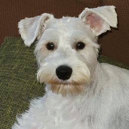 Miniature Schnauzers from Sonia's Pack Schnauzers for ever.