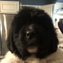 Newfoundland Puppies from Bookcliff Newfies