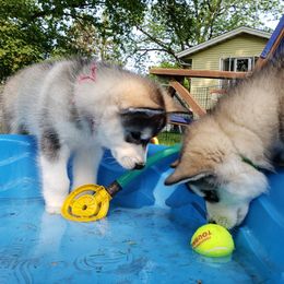 Alaskan Malamute Puppies from Delphi Alaskan Malamutes
