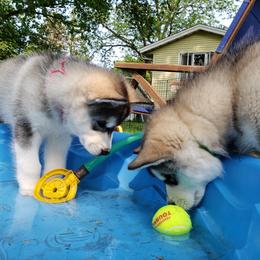 Alaskan Malamute Puppies from Delphi Alaskan Malamutes
