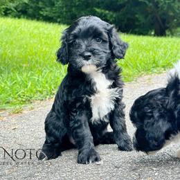 Portuguese Water Dog Puppies from Top Notch Portuguese Water Dogs