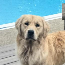 Sherman - Golden Retriever