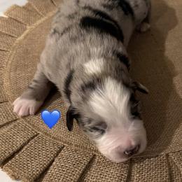 Buck - Blue merle male Australian Shepherd puppy in Winnabow, North Carolina from Lazy Dayz Ranch
