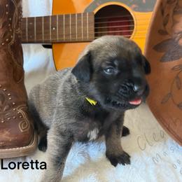 Loretta - Fawn female Mastiff puppy in Sioux Falls, South Dakota from Clearbrook Mastiffs