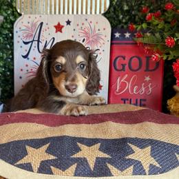 Hershey - Chocolate and cream female Dachshund puppy in Perryville, Maryland from Heavenly Heritage Dachshunds and Doods