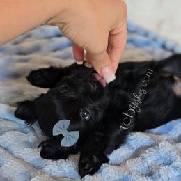 Rowan - Black and tan male Yorkshire Terrier puppy in Greenwood County, South Carolina from TCB Yorkies