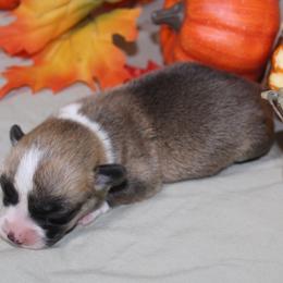 Almond - Sable male Pembroke Welsh Corgi puppy in Greentop, Missouri from Sevits Corgis & Golden Retrievers