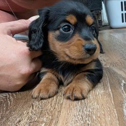 Black Eyed Pea - Black and tan male Dachshund puppy in Spring Hope, North Carolina from Hogan’s Lowrider Hounds