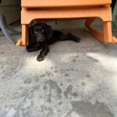 Boykin Spaniel and Goldendoodle Puppies from Double Shot Boykins