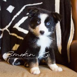 Cherry blossom - Black tri-color female Australian Shepherd puppy in Grapeland, Texas from Smokin K Aussies