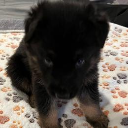 Girl 3 yellow - Black and red female German Shepherd puppy in Sharon Grove, Kentucky from Julie’s Shepherds