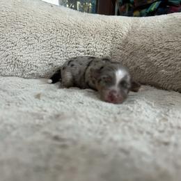 Topaz (Toy size) - Blue merle female Miniature Australian Shepherd puppy in Terryville, Connecticut from Spirited Aussies