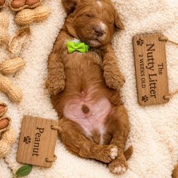 Peanut - Red  male Goldendoodle puppy in Miami, Florida from Jade’s Paws & Co. Of Miami LLC