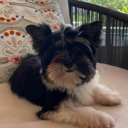 Gianna - Yorkshire Terrier