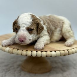 Cranberry - Parti female Poodle puppy in Greeneville, Tennessee from Smokey Mountain Sheepadoodles