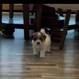 Ace - Parti male Maltipoo puppy in Wayland, New York from Loris Pampered Pooches💕