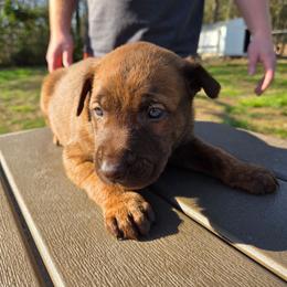 Choco - Gold brindle male Dutch Shepherd puppy in Signal Mountain, Tennessee from Torgun Police Dogs