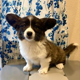 Gingerbread - Brindle and white male American Corgi puppy in Temple, Texas from Silver Moon Cardigan Corgis