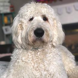 Goldendoodles and Labradoodles from Hickory Creek Doodles