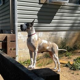 Ada Jane - Great Dane
