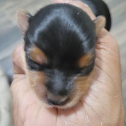 Finn - Blue and gold male Yorkshire Terrier puppy in Jacksonville, Florida from Lisa's Yorkshire Terriers